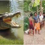 Mirzapur recent incident crocodile devoured a goat villagers terrified