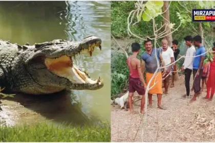 Mirzapur recent incident crocodile devoured a goat villagers terrified