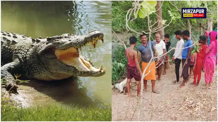 Mirzapur recent incident crocodile devoured a goat villagers terrified