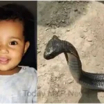 A 10 month old innocent child died due to snake bite in Madihan