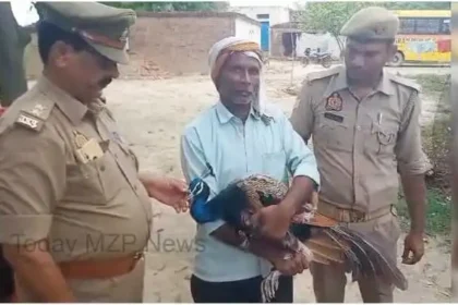 Bhadohi News National bird peacock injured by dog ​​attack