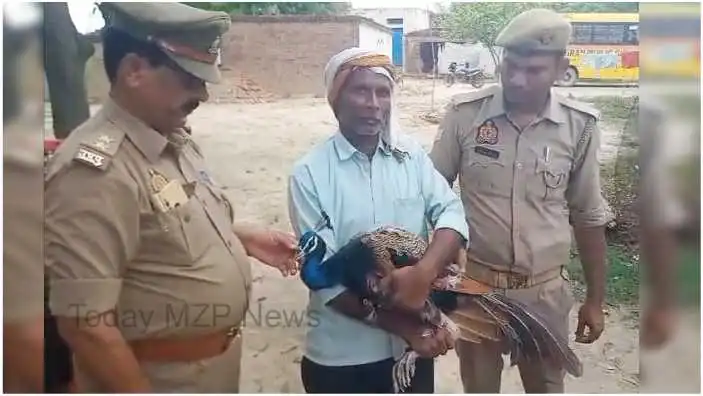 Bhadohi News National bird peacock injured by dog ​​attack