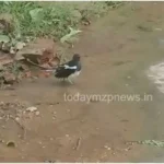 Birds engrossed in water sports to get relief from heat