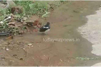 Birds engrossed in water sports to get relief from heat