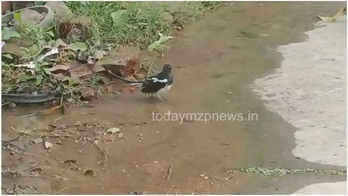 Birds engrossed in water sports to get relief from heat