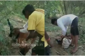 Fatehpur Villagers caught and beat up a hunter of the national bird peacock