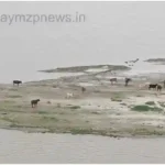 Kachhwa Dozens of cattle are trapped on the banks of Ganga