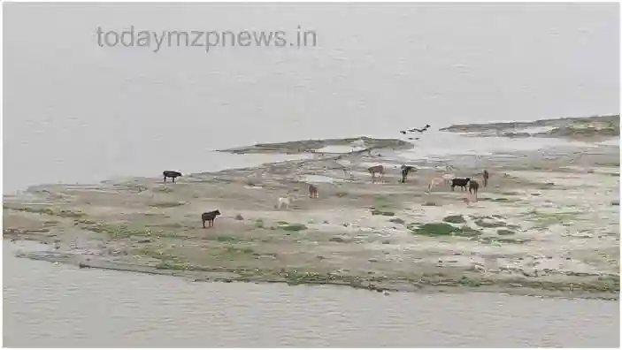 Kachhwa Dozens of cattle are trapped on the banks of Ganga