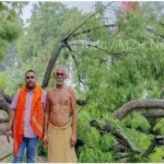 Kachhwa Neem tree split into two parts due to lightning cow injured