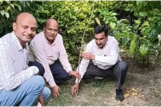 Kashi Vidyapeeth Tree plantation done in Education Department