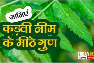 Know the sweet properties of bitter neem