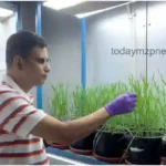 BHU scientists make a big claim that the wheat crop will no longer be affected by fungal diseases