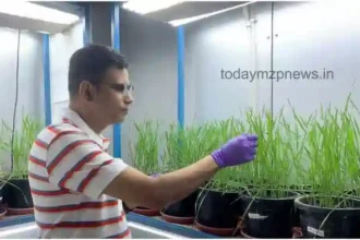 BHU scientists make a big claim that the wheat crop will no longer be affected by fungal diseases