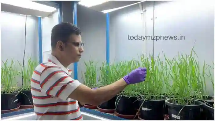 BHU scientists make a big claim that the wheat crop will no longer be affected by fungal diseases
