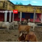 Drummondganj Mirzapur villagers held cows hostage in community hall