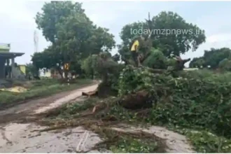 Jaunpur Two cars collided after a sheesham tree fell on the highway