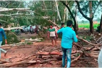 Madihan Rajgarh Traffic disrupted due to falling of U K lyptus tree on state highway