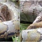 The giant python ran away from the dog in no time