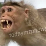 Chanbe Vindhyachal Monkey terror continues on the second day as well