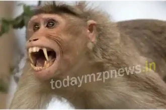 Chanbe Vindhyachal Monkey terror continues on the second day as well