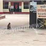 Chanbe Vindhyachal Several people injured in monkey attack