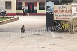 Chanbe Vindhyachal Several people injured in monkey attack