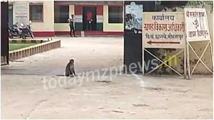 Chanbe Vindhyachal Several people injured in monkey attack