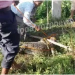 Crocodile knocks at Ahugi Kalan village in Drummondganj