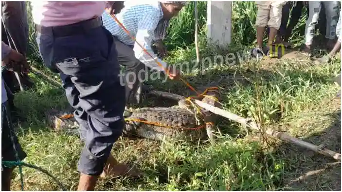 Crocodile knocks at Ahugi Kalan village in Drummondganj