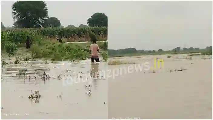 Kachla Hundreds of acres of crops submerged due to flood in Ganga
