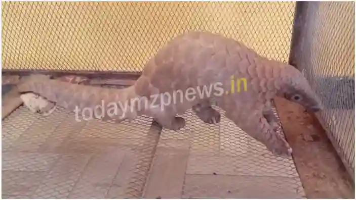 Madihaan Rare species of wild animal Pangolin found