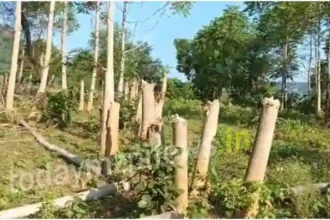 Trees are being cut in Drummondganj forest range forest department is unaware