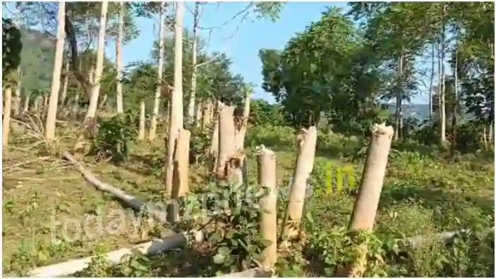 Trees are being cut in Drummondganj forest range forest department is unaware