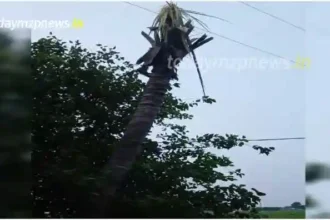 Varanasi High tension wire hanging from a tree in the garden