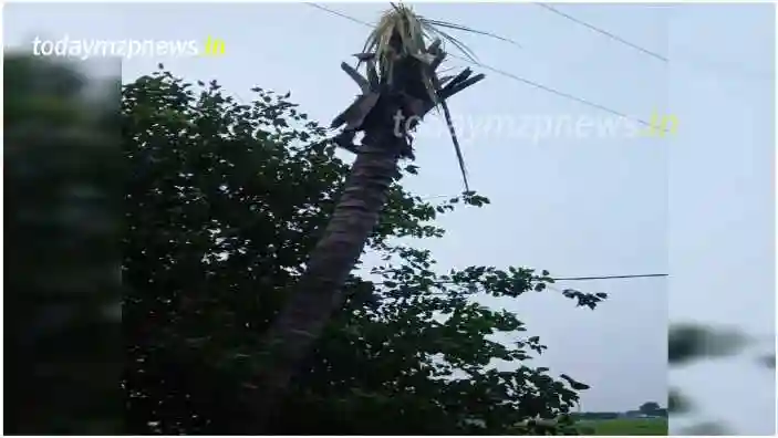 Varanasi High tension wire hanging from a tree in the garden