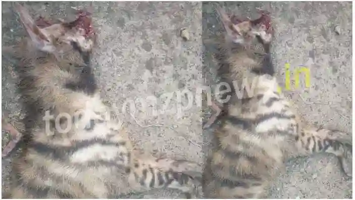 Villagers killed the attacking hyena in Mirzapur