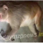 Lalganj The monkey was lying unconscious for 2 hours