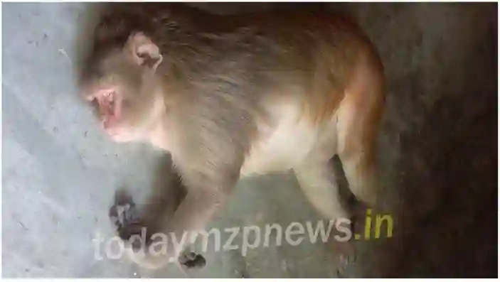 Lalganj The monkey was lying unconscious for 2 hours