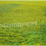 Madihaan Paddy crop destroyed due to wind along with rain