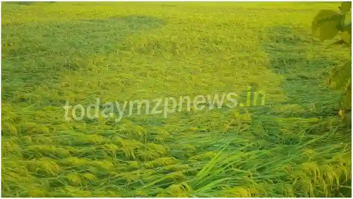 Madihaan Paddy crop destroyed due to wind along with rain