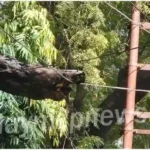 The peepal tree present in the district panchayat broke and hung on the high tension wire