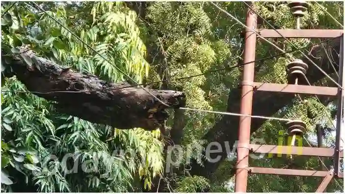 The peepal tree present in the district panchayat broke and hung on the high tension wire