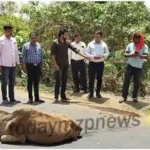 BDO got the injured cow treated and sent it to a cow shelter