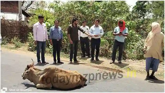 BDO got the injured cow treated and sent it to a cow shelter